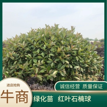 精品红叶石楠球60.70.80.90.100.120规格