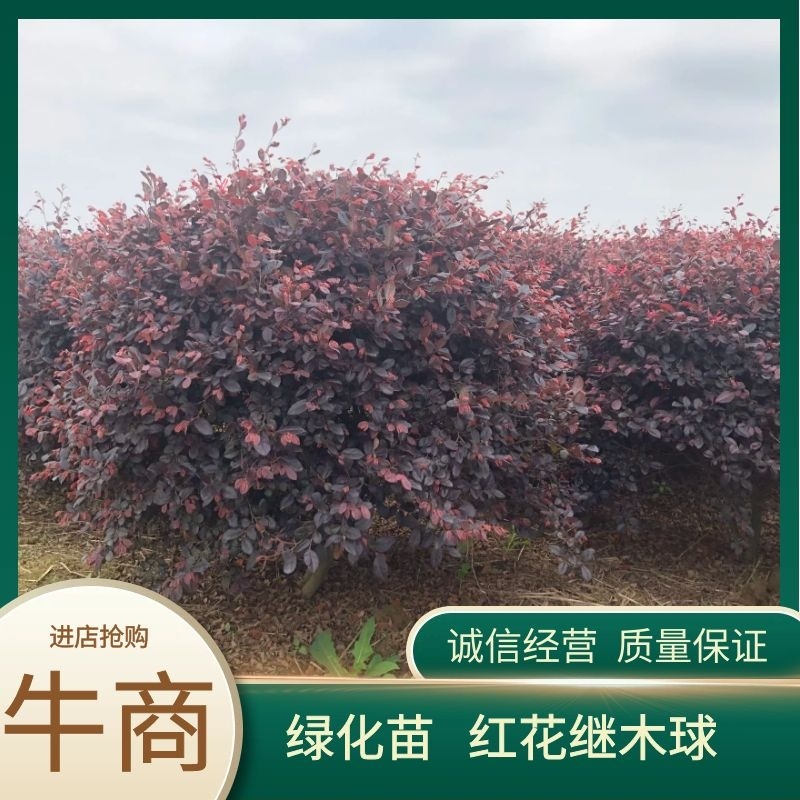 精品红花继木球60.70.80.100.120