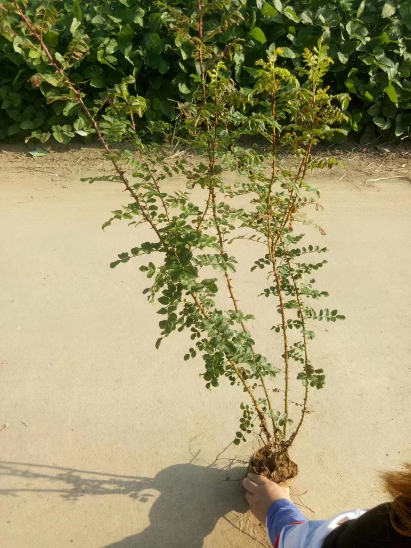 黄刺玫品质有保障，诚信经营，量大从优，欢迎选购