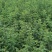 黄刺玫品质有保障，诚信经营，量大从优，欢迎选购