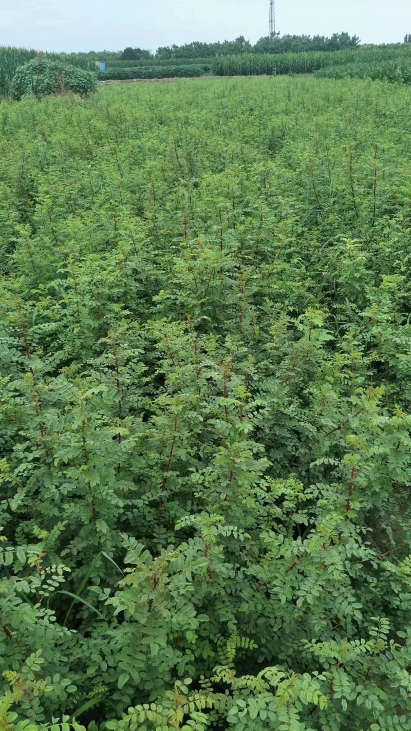黄刺玫品质有保障，诚信经营，量大从优，欢迎选购