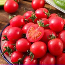 红妃1号小番茄种子水果番茄种子早熟含糖高皮薄酸甜可口