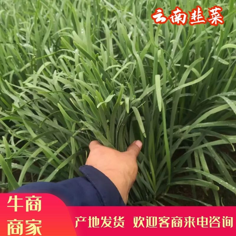 云南韭菜大量供应品质保证欢迎来电咨询订购