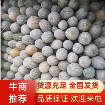 南瓜货源稳定量大从优质量保证有需要可电话咨询