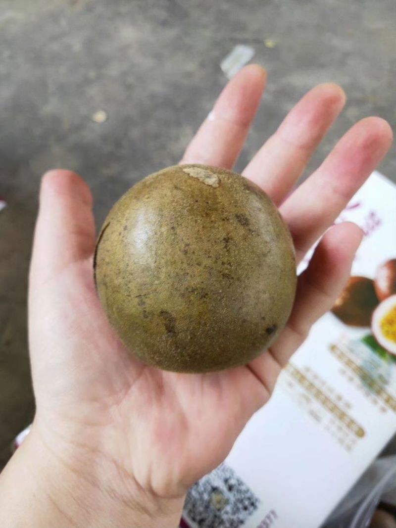 桂林特产永福罗汉果原产地批发零售烤果网套发货