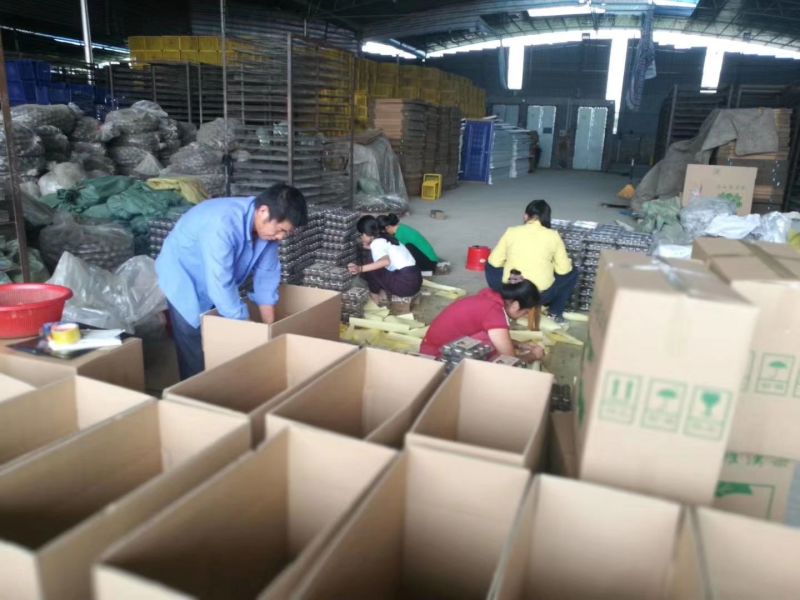 桂林特产永福罗汉果原产地批发零售烤果网套发货