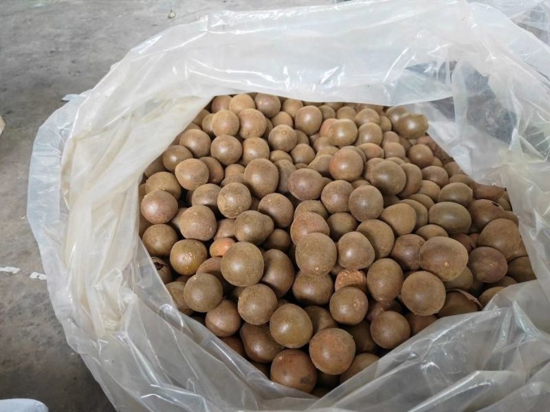 桂林特产永福罗汉果原产地批发零售烤果网套发货