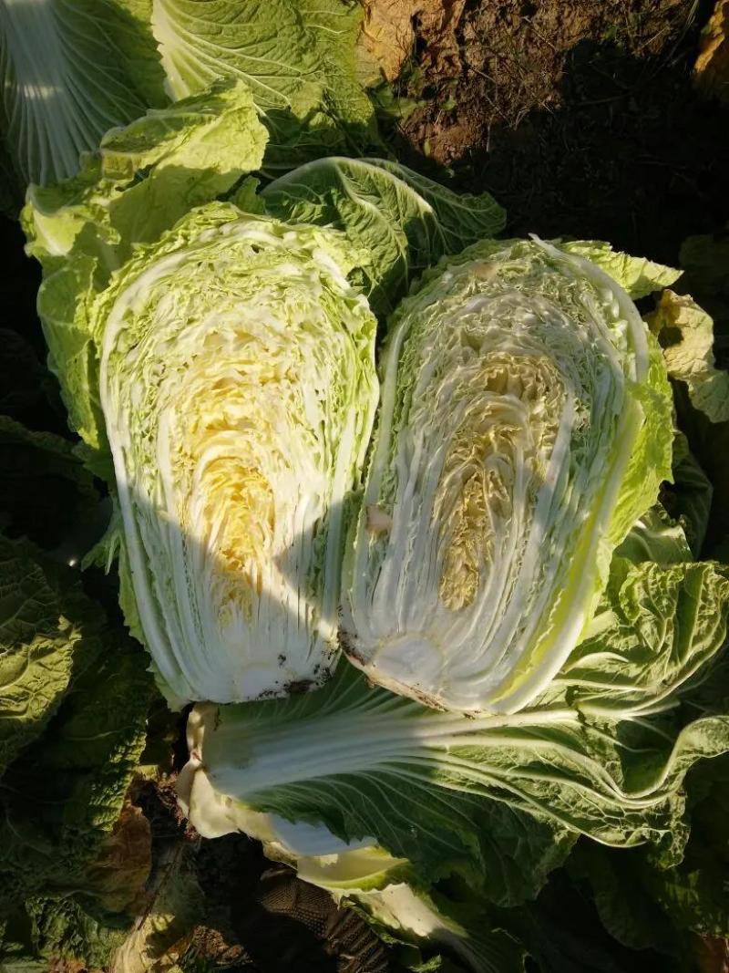 黄心大白菜大量上市本市场视频看货诚信为本产地直发欢迎来电
