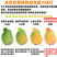 【招代理】海南小台芒芒果9斤装新鲜采摘芒果一件代发