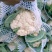 白面青梗花菜松花菜质量保障视频看货物美价廉欢迎来电