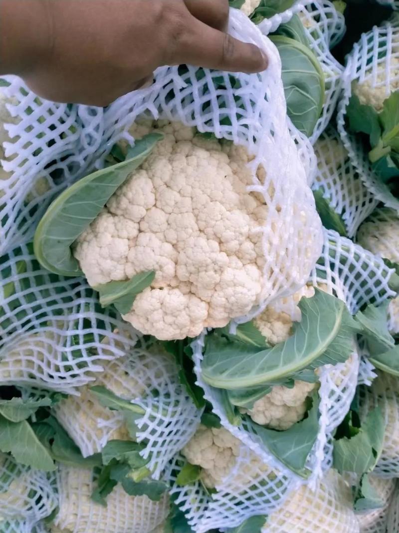 白面青梗花菜松花菜质量保障视频看货物美价廉欢迎来电