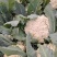 白面青梗花菜松花菜质量保障视频看货物美价廉欢迎来电
