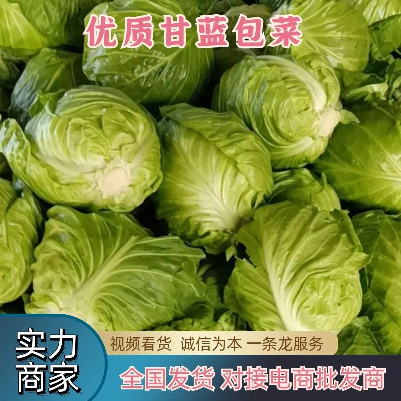 优质甘蓝大量上市视频看货诚信为本一手货源等您来电