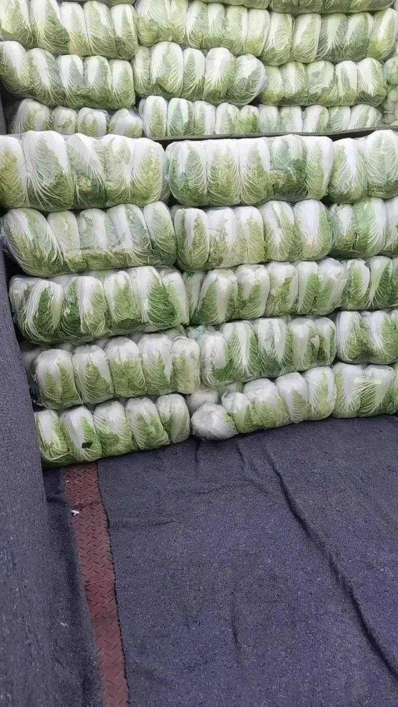 黄心大白菜大量上市本市场视频看货诚信为本产地直发欢迎来电