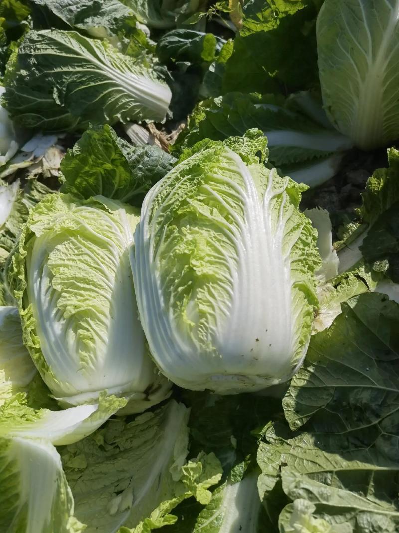 黄心大白菜大量上市本市场视频看货诚信为本产地直发欢迎来电