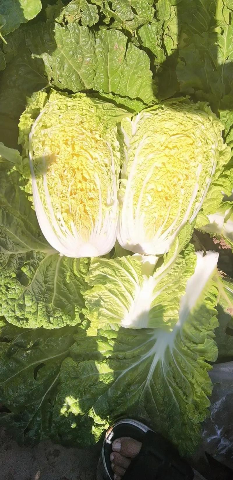 黄心大白菜大量上市本市场视频看货诚信为本产地直发欢迎来电