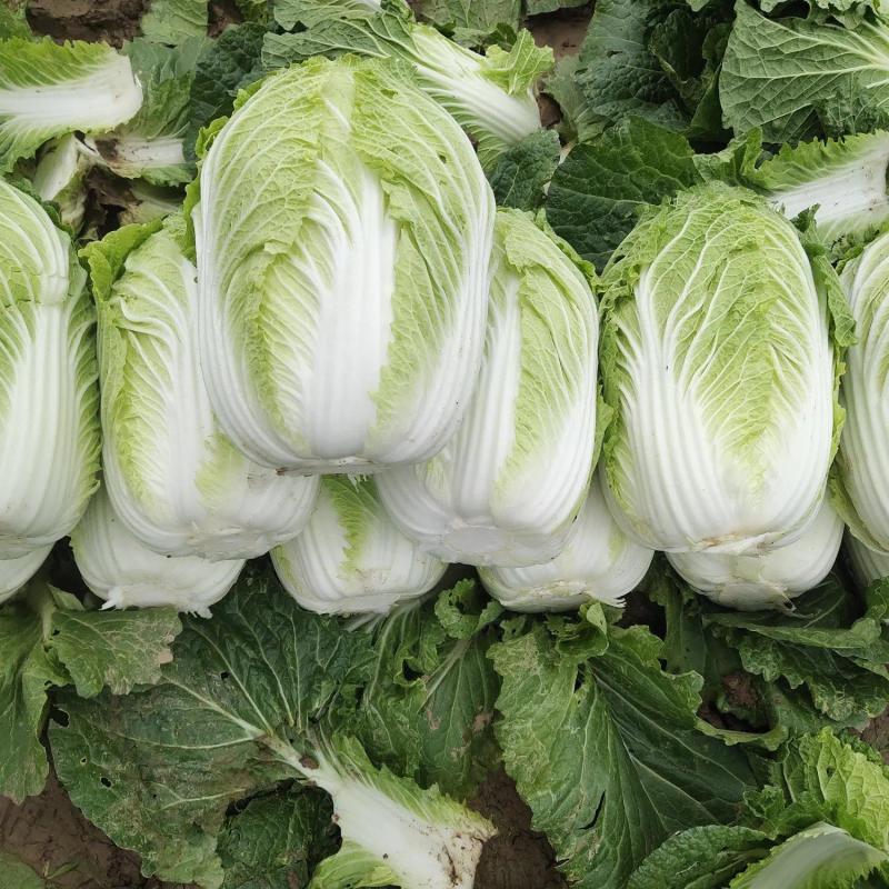 黄心大白菜大量上市本市场视频看货诚信为本产地直发欢迎来电