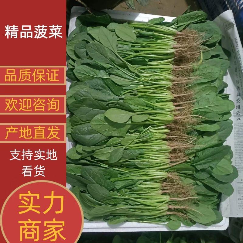 【菠菜实力河南大叶菠菜产地直发供应各大市场电商商超