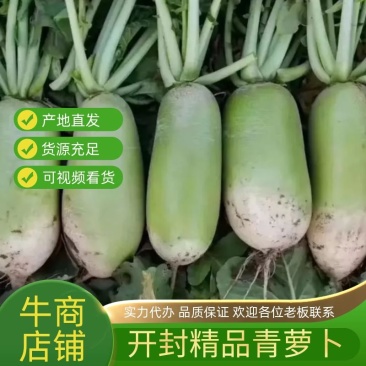 开封精品青萝卜大量上市一手货源量大从优欢迎联系