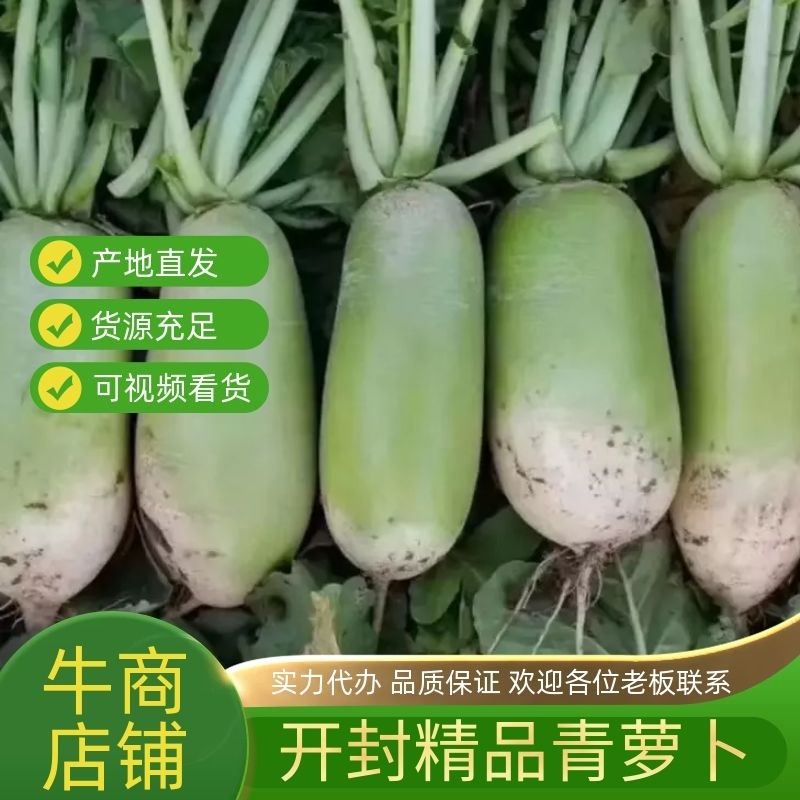 开封精品青萝卜大量上市一手货源量大从优欢迎联系