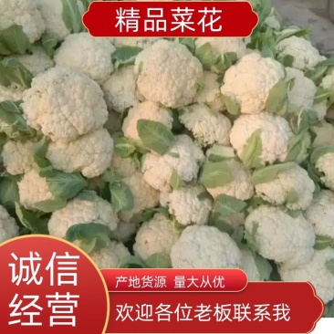 开封精品松花菜菜花现摘现发品质保证一手货源