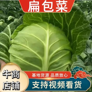开封精品扁包菜产地直发品质保证一手货源量大从优