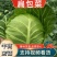 开封精品扁包菜产地直发品质保证一手货源量大从优