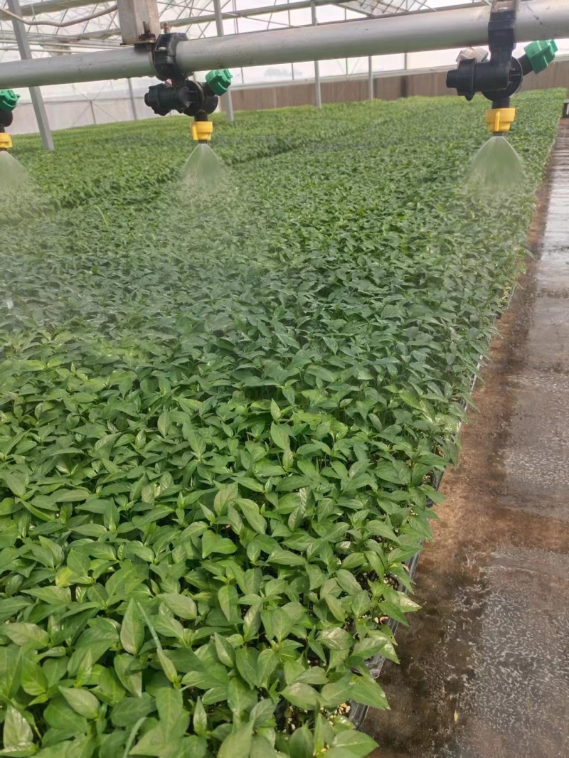 （现货）尖椒苗牛角椒苗辣椒苗青皮椒苗抗病强直供