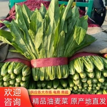【油麦菜】河北精品油麦菜一手货源供应各大市场电商商超