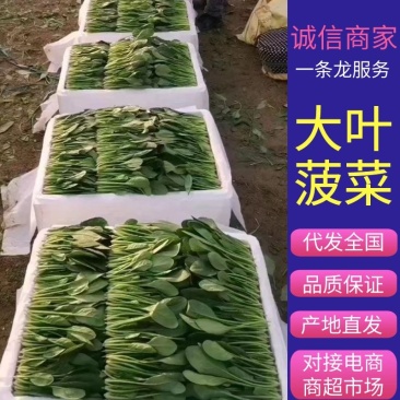 山东菠菜苗大叶菠菜做工精细质量保证对接市场电商
