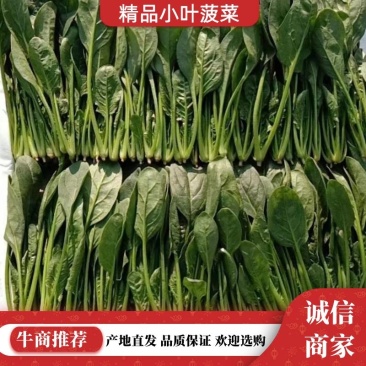 山东菠菜苗基地直供做工精细质量保证