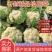 有机松花菜白面青梗散花质量保障个头均匀对接商超