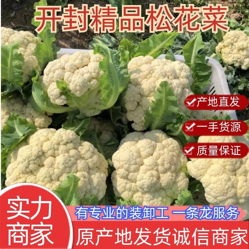 有机松花菜白面青梗散花质量保障个头均匀对接商超