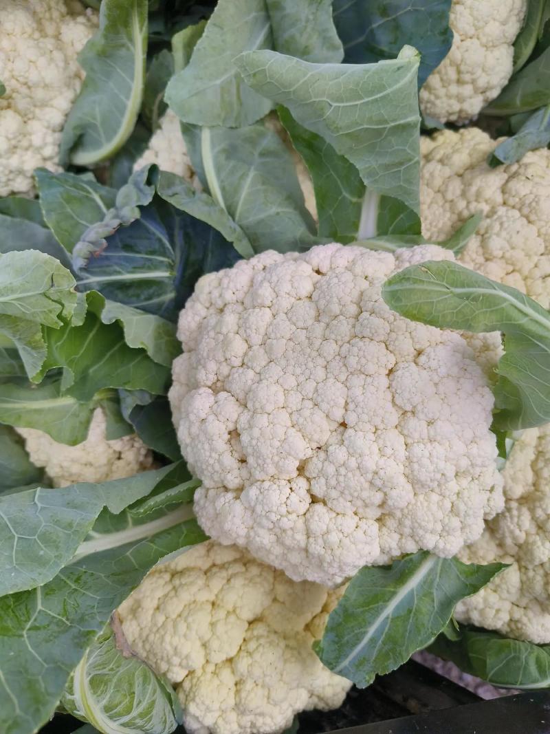 河南通许菜花有机花菜基地直发对接全国可视频看货欢迎来电