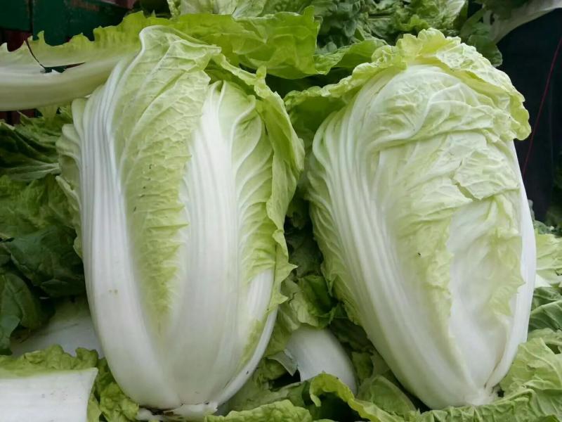 开封夏阳白大白菜春秋两季大量供应中质量保障诚信为本欢迎来电