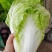 开封夏阳白大白菜春秋两季大量供应中质量保障诚信为本欢迎来电