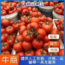 〔全国发货〕大红西红柿硬度好耐运输真实报价商超品质