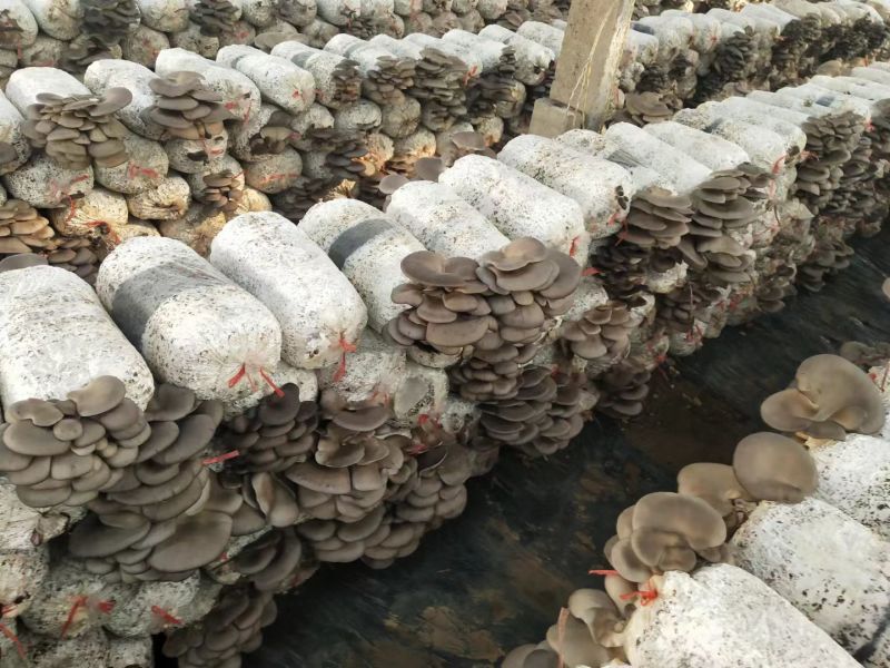 【平菇菌棒】到家划口既出菇高产抗病提供技术质优价廉