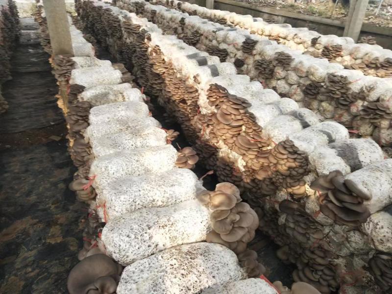【平菇菌棒】到家划口既出菇高产抗病提供技术质优价廉