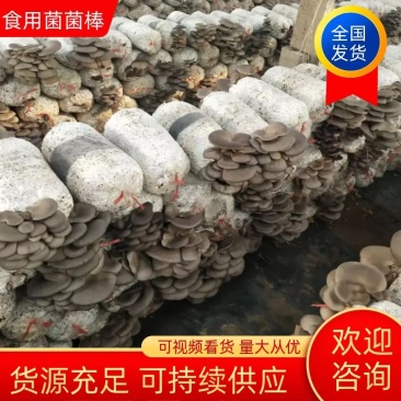 【平菇菌棒】到家划口既出菇高产抗病提供技术质优价廉