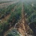 【牛商商家】精品大葱宁夏钢葱大量上市质量保证货源充足