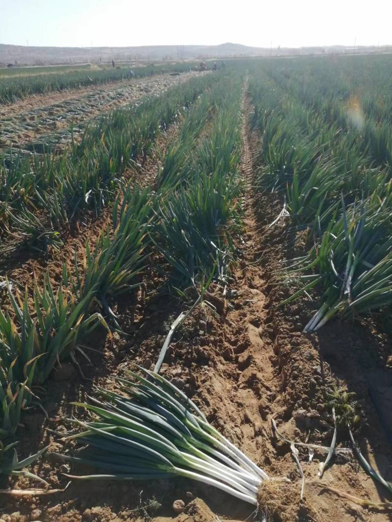 【牛商商家】精品大葱宁夏钢葱大量上市质量保证货源充足