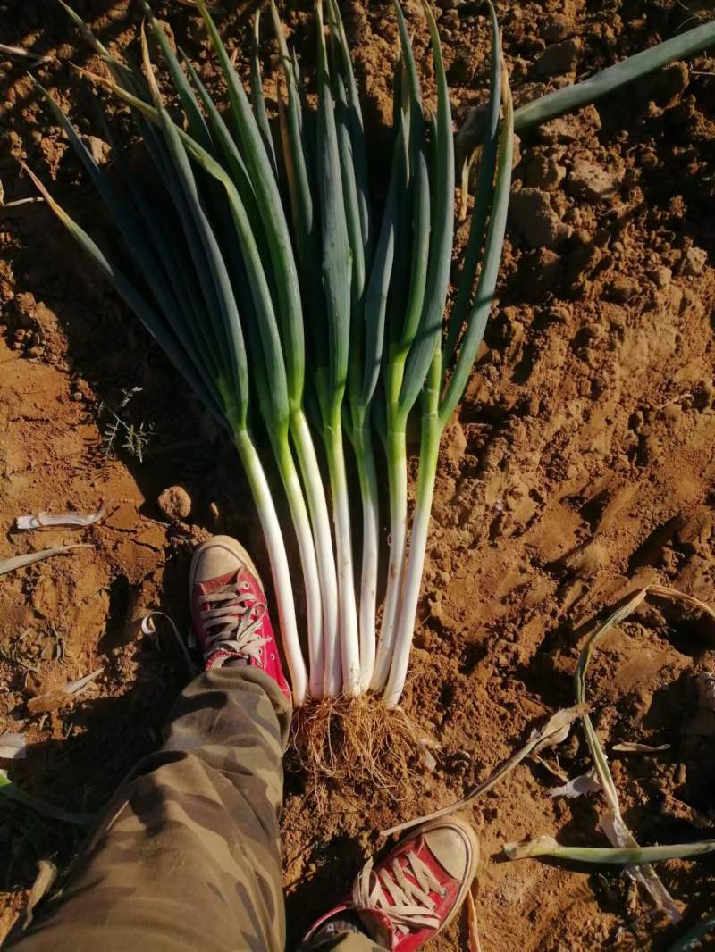 【牛商商家】精品大葱宁夏钢葱大量上市质量保证货源充足