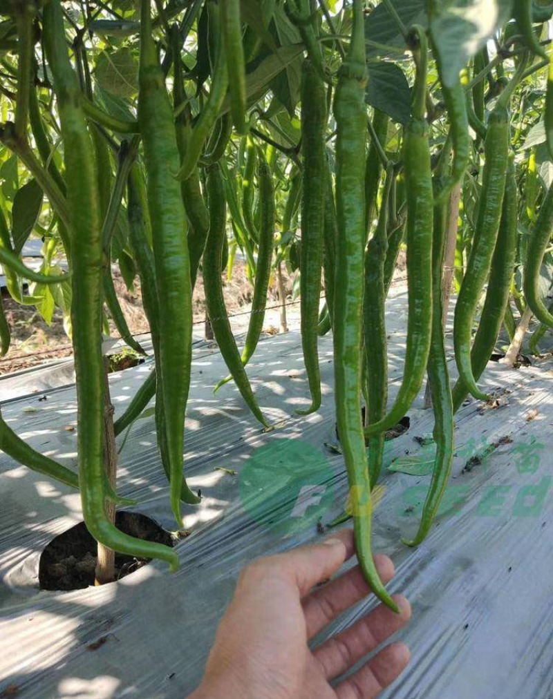 （现货）辣椒苗线椒苗3号8号辣椒苗育苗基地直供