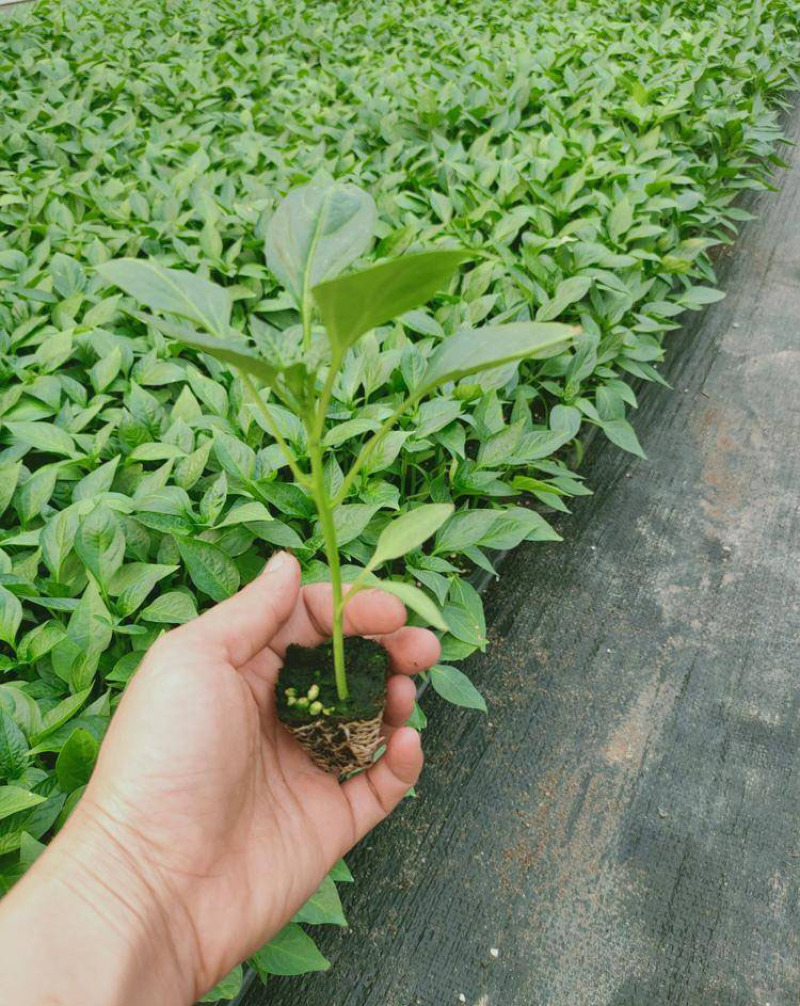 （现货）辣椒苗线椒苗3号8号辣椒苗育苗基地直供
