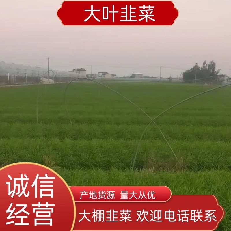 韭菜路地，大棚，上海附近的，联系品质保证欢迎来电