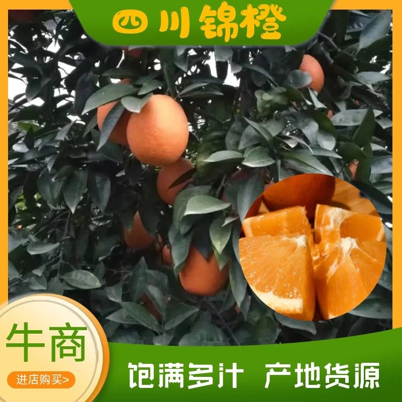 搞皮的锦橙，橙子脐橙，百万斤现货批发，果大皮薄化渣超甜，