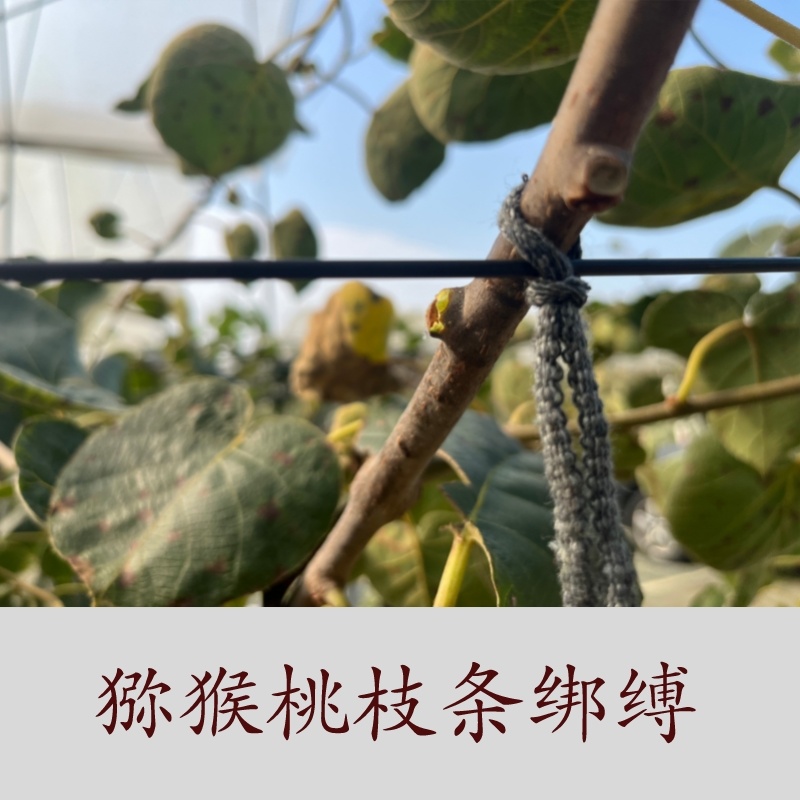 新型猕猴桃葡萄快速绑枝绳圈套，绑枝绑蔓神器