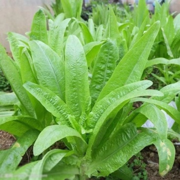 盛达香油麦菜种子四季种植质嫩爽口质地脆嫩味道清香适应性广
