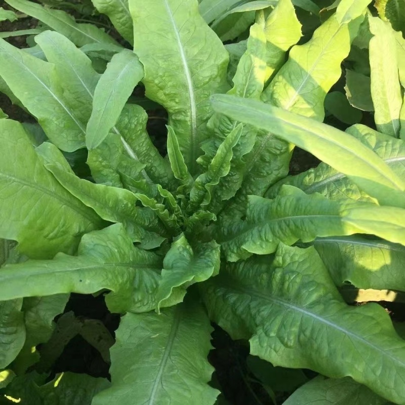 盛达香油麦菜种子四季种植质嫩爽口质地脆嫩味道清香适应性广